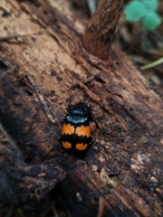 Nicrophorus vespilloides