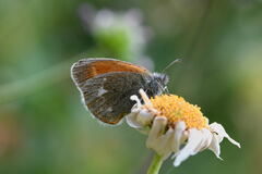 Coenonympha glycerion