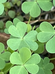 Oxalis