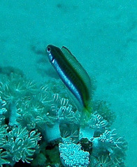 Aspidontus dussumieri