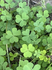 Oxalis