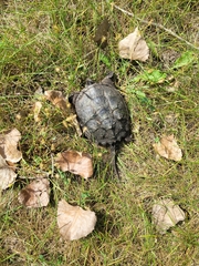 Chelydra serpentina