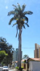 Arecoideae