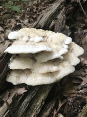 Climacodon septentrionalis