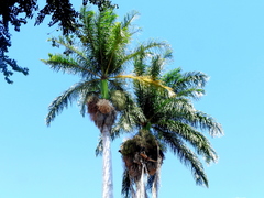 Arecoideae