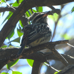 Myiodynastes maculatus