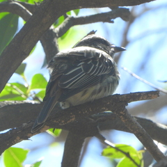 Myiodynastes maculatus