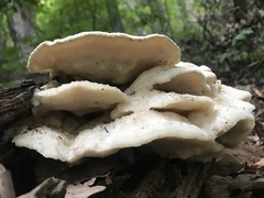 Climacodon septentrionalis