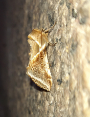 Habrosyne pyritoides