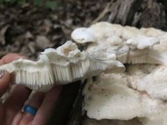 Climacodon septentrionalis