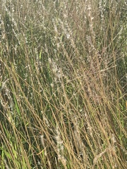 Bothriochloa