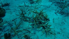 Acropora cervicornis