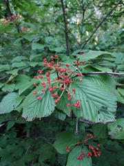 Viburnum dilatatum