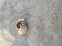 Clibanarius vittatus