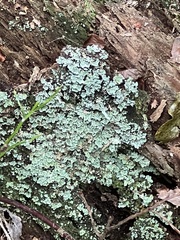 Lecanoromycetes