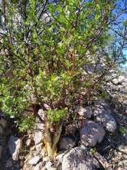 Bursera microphylla