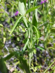 Dicliptera resupinata