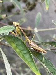 Mantodea