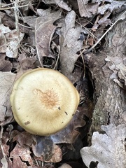 Fungi