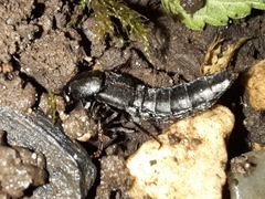 Staphylinini