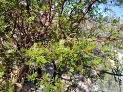 Bursera microphylla