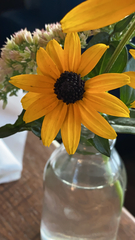 Rudbeckia