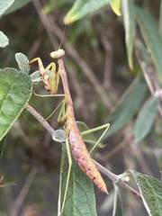 Mantodea
