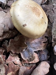 Fungi