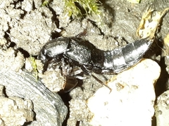 Staphylinini