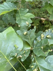 Aceria querci