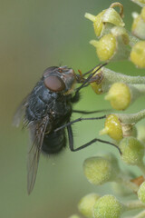 Calliphora vomitoria