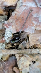 Parcoblatta pennsylvanica