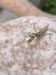 Mantodea
