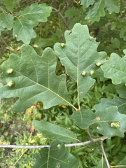 Aceria querci