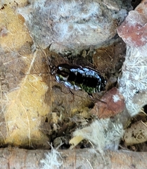 Parcoblatta pennsylvanica