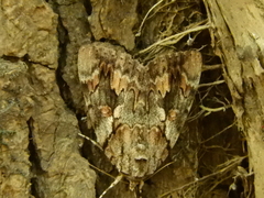 Catocala agrippina