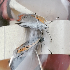Lycaena phlaeas hypophlaeas
