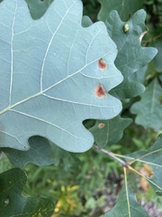 Aceria querci