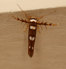Stathmopoda triselena