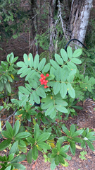 Sorbus sitchensis