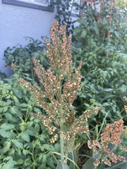 Sorghum bicolor