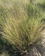 Bothriochloa