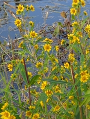 Bidens trichosperma