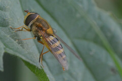 Syrphus ribesii