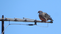 Patagioenas picazuro