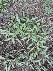 Ditaxis humilis