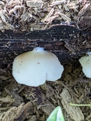 Crepidotus applanatus