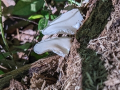 Crepidotus applanatus