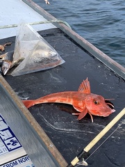Chelidonichthys cuculus