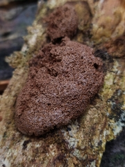 Tubifera montana